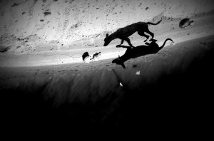 Fotografia comentada em sala de aula. Cão e sombra se confundem produzindo ilusão de ótica.  Foto: Paulo Carrano